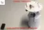 Yakıt depo samandırası master ııı 2.3 dcı  172024734R Maıs 172024734R resmi